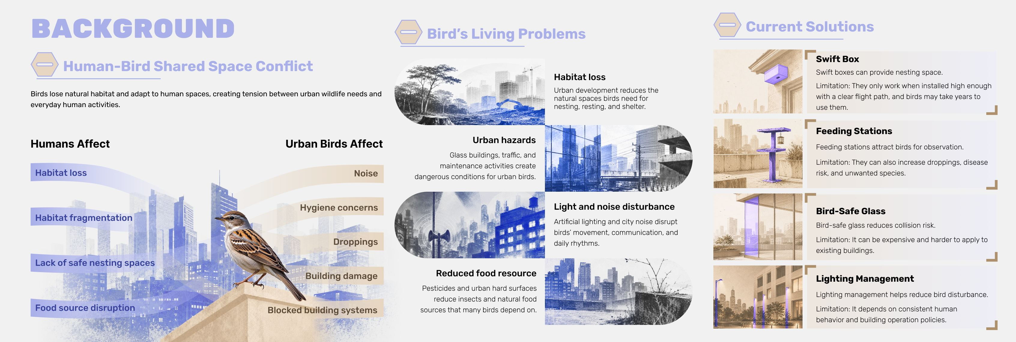 Urban bird habitat background research board showing shared-space conflict, bird living problems, and current solutions