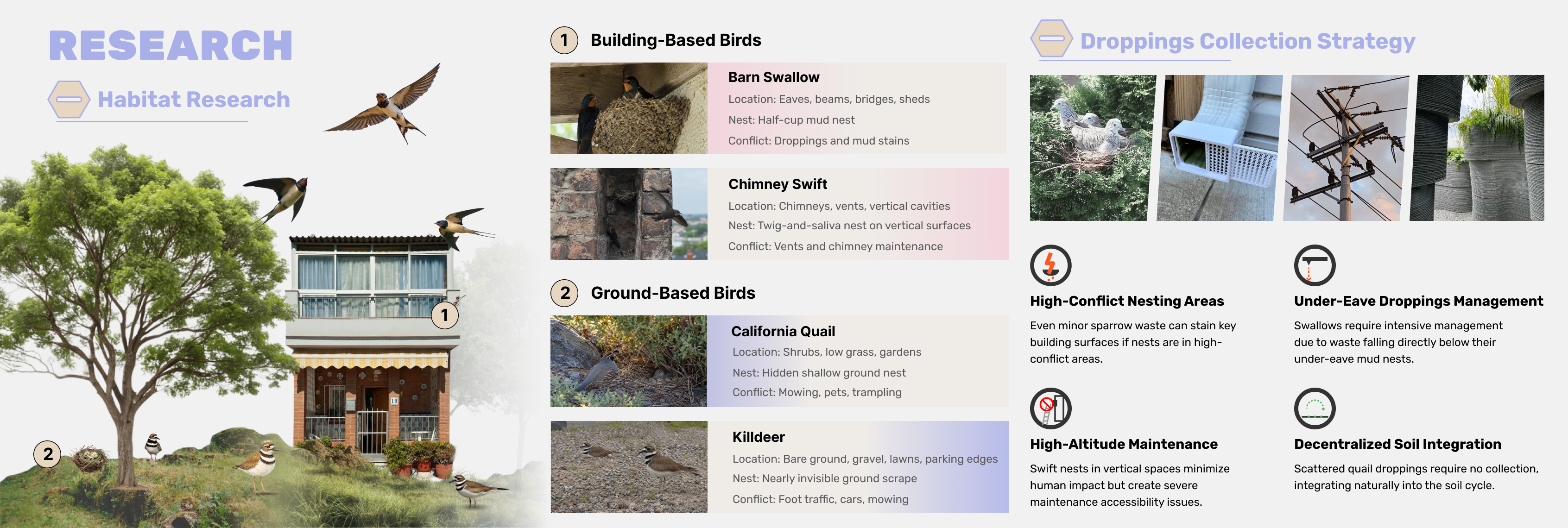 Urban bird habitat research board showing building-based birds, ground-based birds, and droppings collection strategy